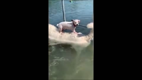 Bark Spitz! Soo Cute video shows dog swimming in pool while carrying chihuahua on his back