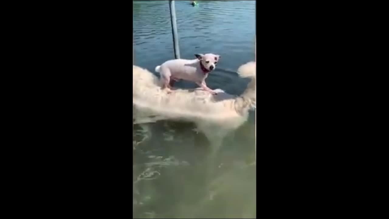 Bark Spitz! Soo Cute video shows dog swimming in pool while carrying chihuahua on his back
