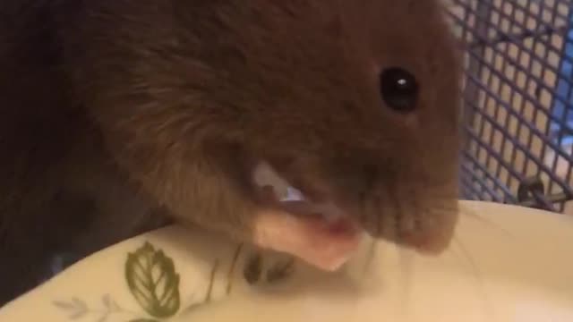 Incredible! Decorative rat drinks milk from its paws