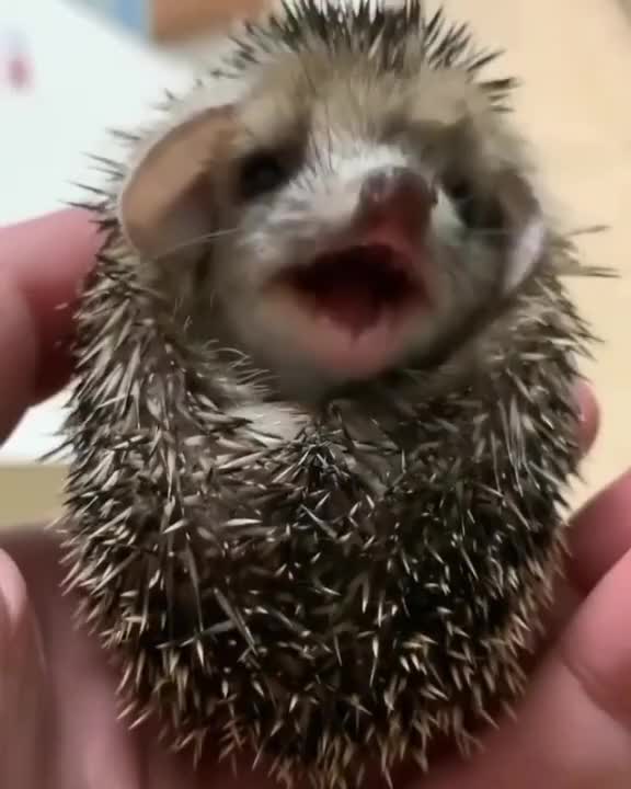A small hedgehog in the palms of
