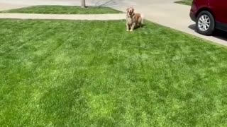 Golden Freddie Hyped Over Ice Cream Treat