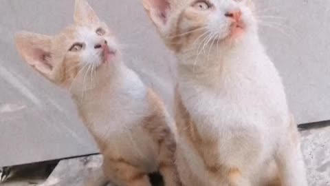 My cats