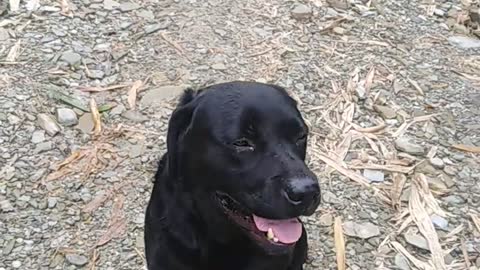 Labrador walk..