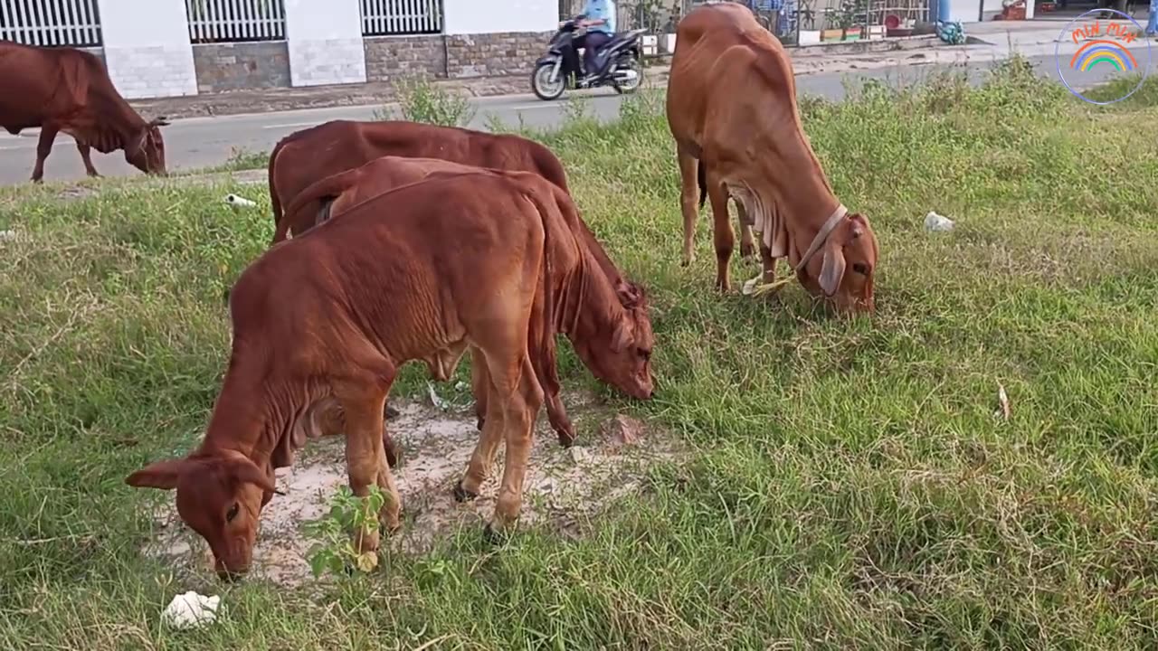 Cows Video for Funny, Cows Video Cute 1 | Min Min tv