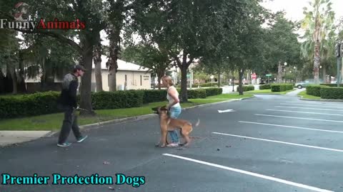 Dogs Protecting Their Owners // Dogs that are better than guns! [ Dog Training 01 ]