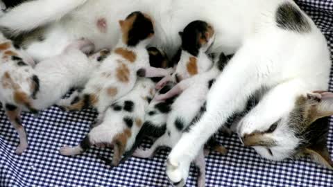 Cats playing together with her mother