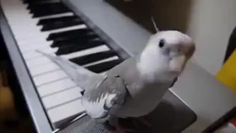 Parrot sing