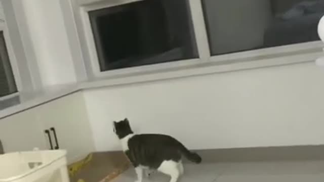 _ Best #funny Cute Cats #shorts Video😂_ #trending #animals #reels