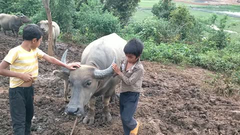 Poor child friendship with buffalo in Vietnam