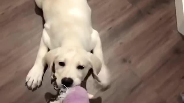 funny puppy