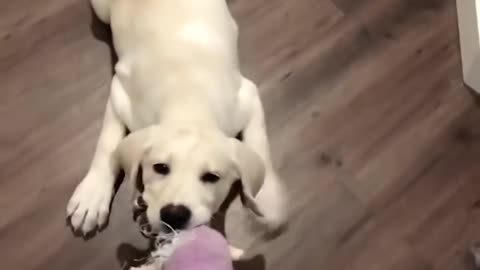 funny puppy