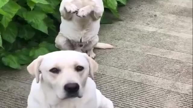 Funniest & Cutest Labrador Puppies #2 - Funny Puppy Videos