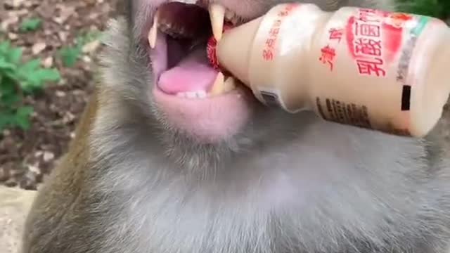 Little monkey and drink