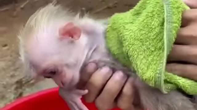 The cutest video you'll see on internet today.