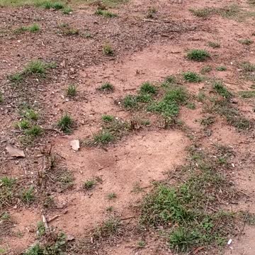 Being a voice for the voiceless