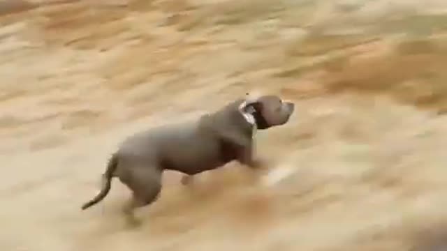 Pitbul Dog