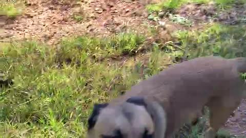 Malinois dog helps owner get ready to ride horse.