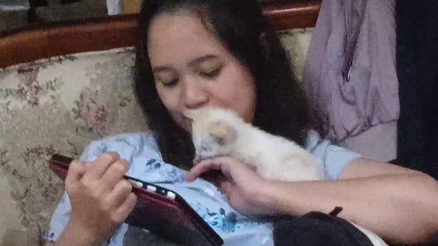 Abandoned kitten separated from its mother. part 2