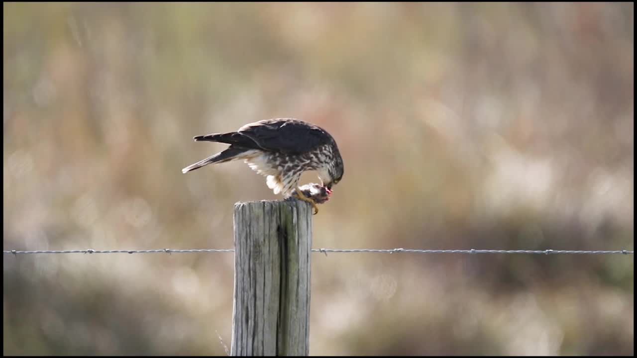 Merlin Having Lunch