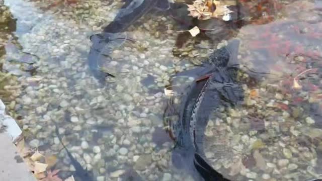 Powerful sturgeon