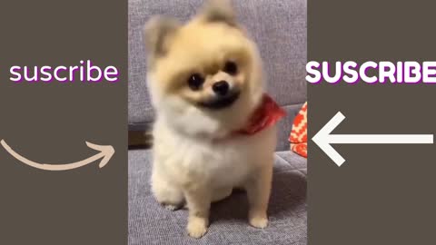 Cute puppies