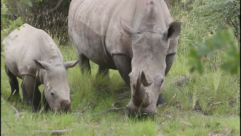 Travel to Africa on safari African Wildlife life