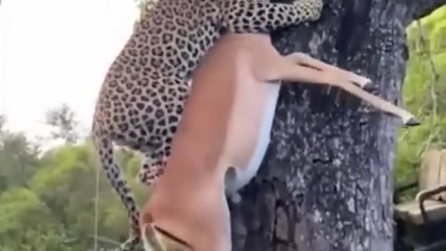 Tiger hunting deer 🐅 #shorts #ytshorts #indiashorts #trend #viral #status #status #WildLif3