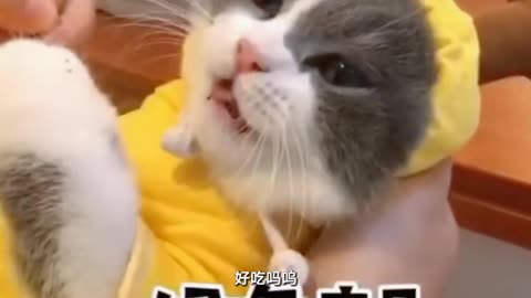 Kitten enjoying beauty massage