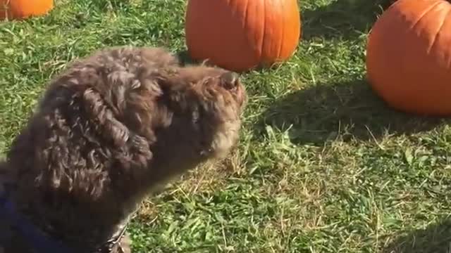 Black curly hair dog in pumpkin patch barking at cow sign