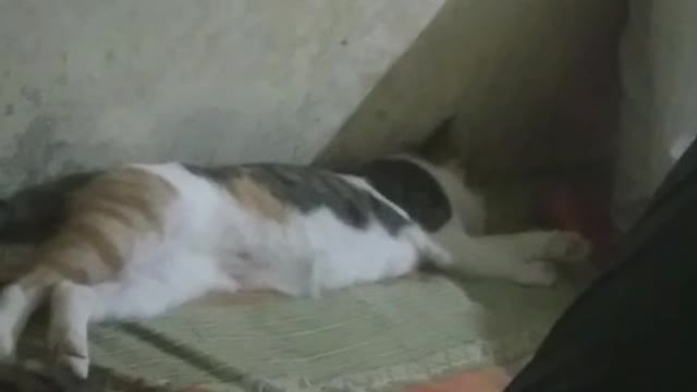 Cat slip away from home🏡