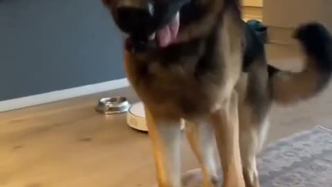 Man's best friend of all time