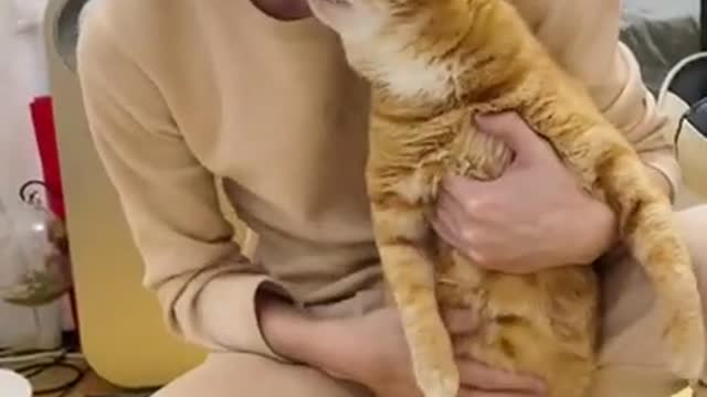 Do you like such a kitten