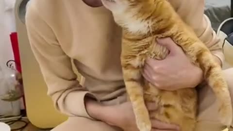 Do you like such a kitten