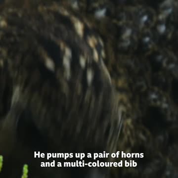 Tropical bird courtship displays 🦜 #PlanetEarthIII