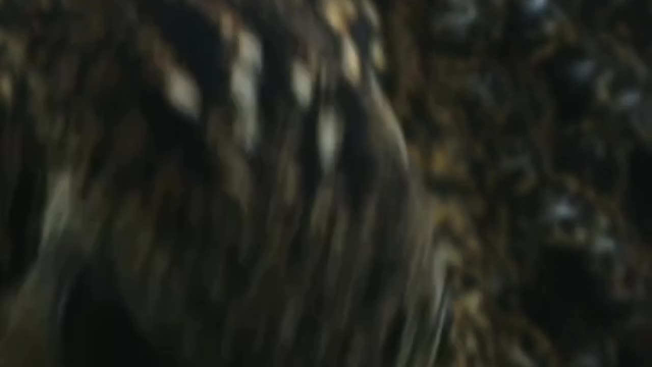 Tropical bird courtship displays 🦜 #PlanetEarthIII