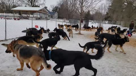 🐶🐕 Dogs gathering in huge quantity together