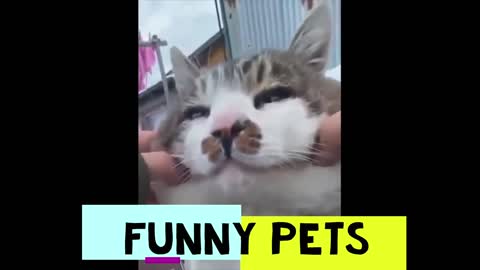 Funny Pets pt. 15