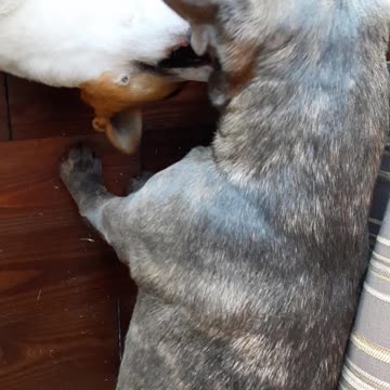 Small Places with Tucker Carlson and Claire Bear