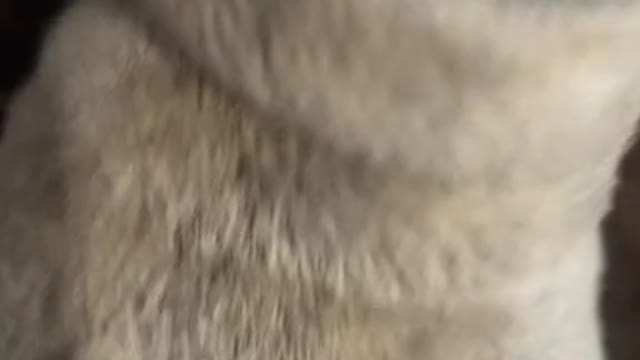 I am a good boy
