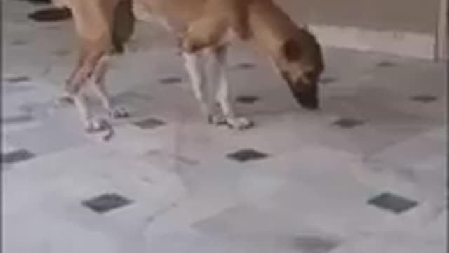 Funny dogs dancing compilation animals telent dog dance