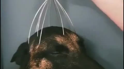 The dog just loves his head scratcher