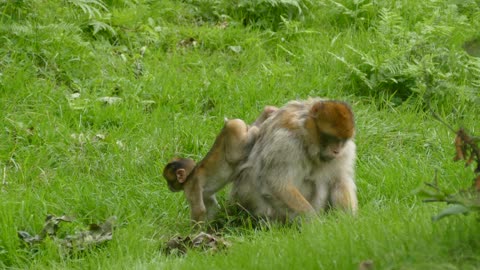 Barbary macaque