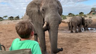 Elephants in Botswana