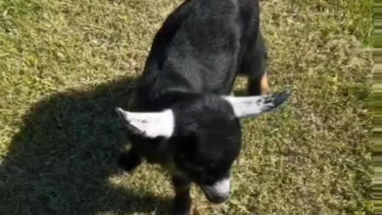 Baby Goat Harasses Giant Tortoise