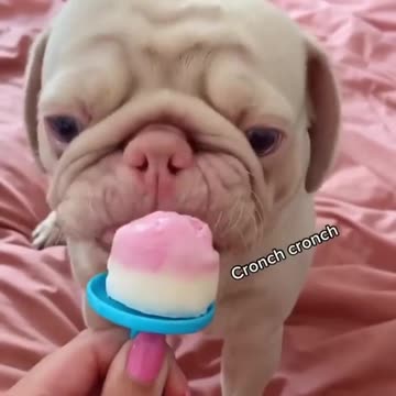 Pug crunches down on ice cream cone instead of licking it