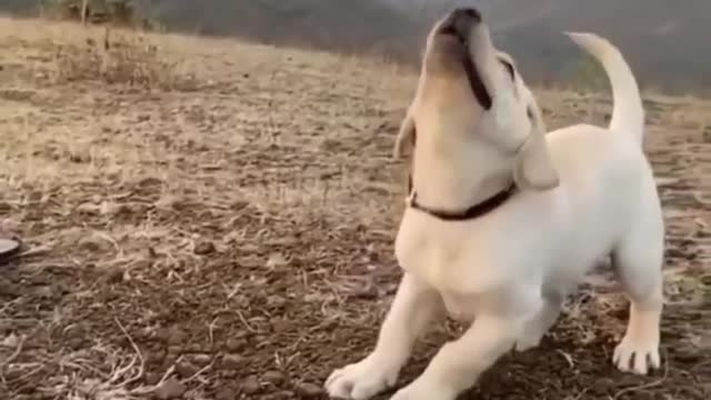 Labrador puppy highest jump