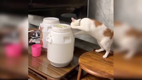 FUNNY CAT OPENING THE BOTTLE