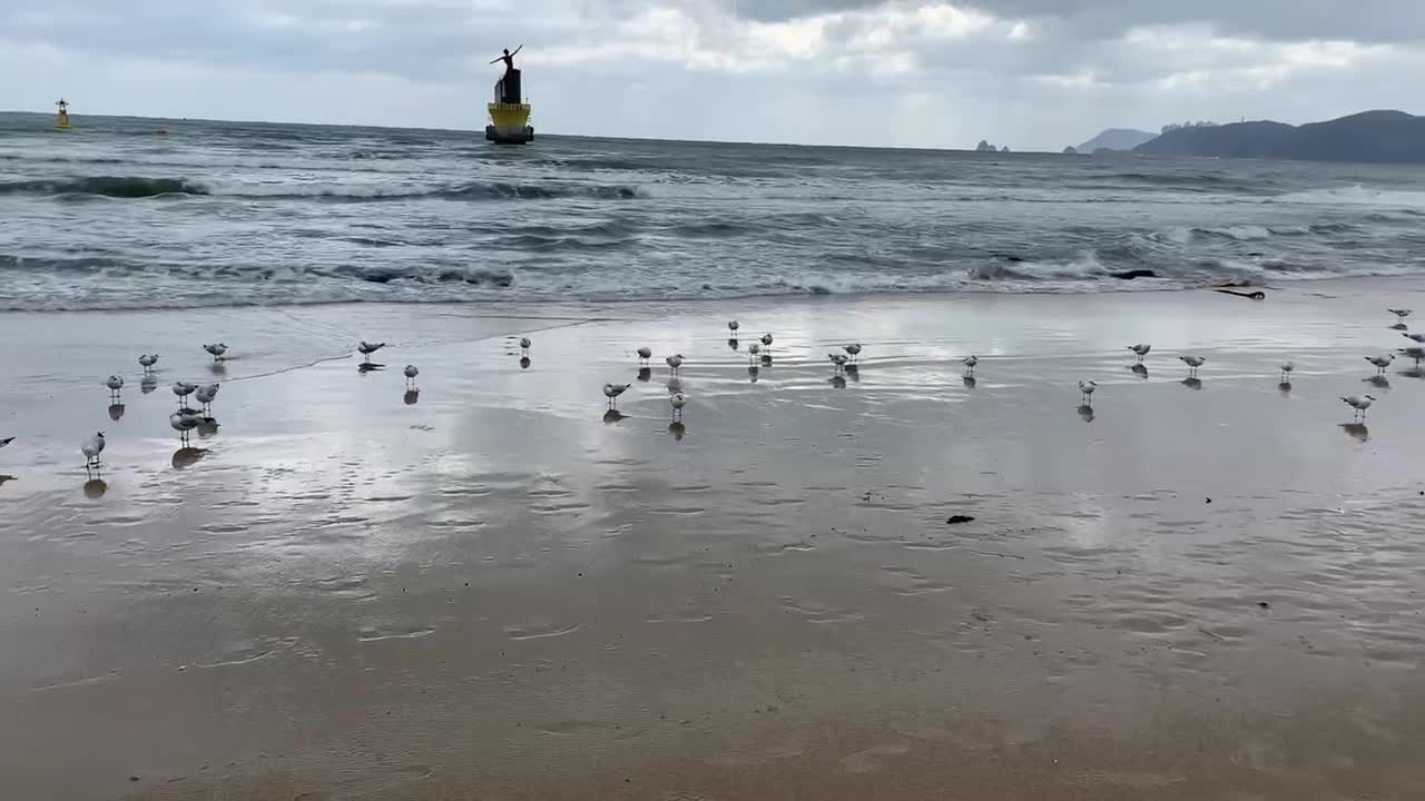 Seagulls on Haeundae beach