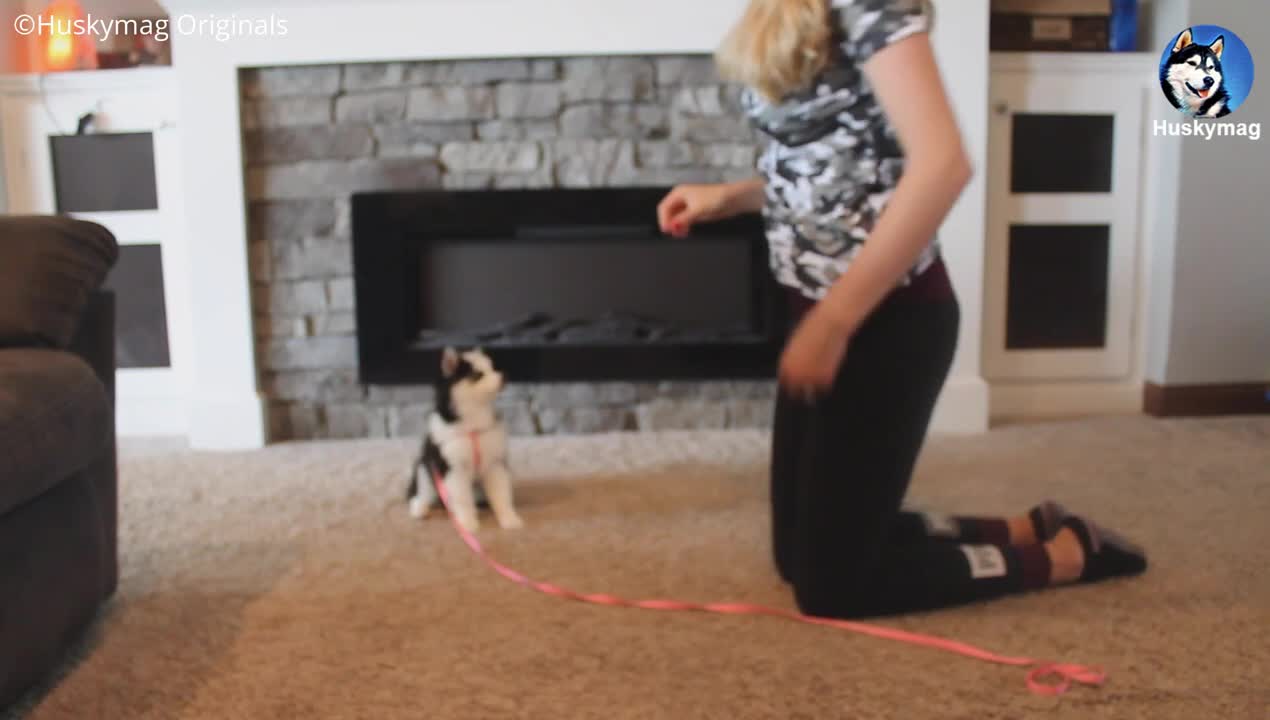 How to train a Puppy to ''Sit''