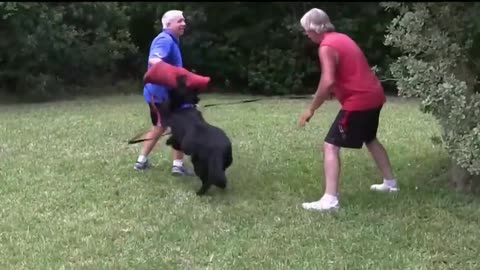 With a Few Simple Tips, You Can Make Your Dog Aggressive